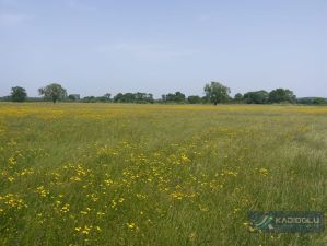 atalca_155_ada_23_parsel_34 (1).jpeg